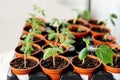 Close up growing seedlings in small pots. Plants seedling in greenhouse, horticulture and cultivation of plants. Home Royalty Free Stock Photo