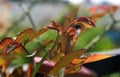 Close up of growing small leaves.