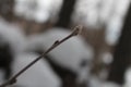 Close up on a growing tree in winter with snow in background Royalty Free Stock Photo