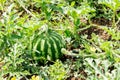 Close up of growing watermelon on the ground. Ripe fruit Royalty Free Stock Photo