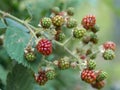 Close-up of growing wild blackberry Rubus branch. Unripe fruits Royalty Free Stock Photo