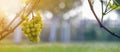 Close-up of growing young vine plants tied to metal frame with green leaves and big golden yellow ripe grape clusters on blurred Royalty Free Stock Photo