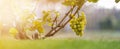 Close-up of growing young vine plants tied to metal frame with green leaves and big golden yellow ripe grape clusters on blurred Royalty Free Stock Photo