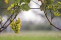 Close-up of growing young vine plants tied to metal frame with green leaves and big golden yellow ripe grape clusters on blurred Royalty Free Stock Photo