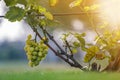 Close-up of growing young vine plants tied to metal frame with green leaves and big golden yellow ripe grape clusters on blurred Royalty Free Stock Photo