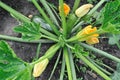 Close-up of growing zucchini