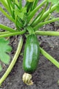 Close-up of growing zucchini in the vegetable garden
