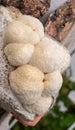 Close-up of grown medium with lion mane mushrooms