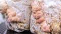 Close-up of grown medium with lion mane mushrooms