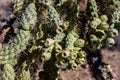 Close Up of Growth On Chain Link Cholla