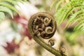 Close-up of growth of fern in the nature, beginning of fern Royalty Free Stock Photo