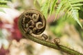 Close-up of growth of fern in the nature, beginning of fern Royalty Free Stock Photo