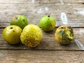 Growth of Mold on a rotten fruits - concept of bad food