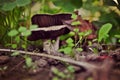 Close up growth of the mushroom