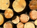 Close up of growth rings, wood pile Royalty Free Stock Photo