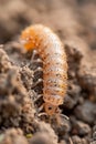 Close up of a Grub Worm in Soil, Pest Larva in Garden Macro Shot, Insect Larvae in Earth, Gardening Background
