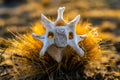 Close up of a Guanaco White Bones in a plant