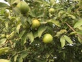 Close up of guava fruits hanging fronm the branch