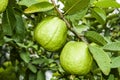 Ripe guavas growing in the orchard.