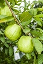 Ripe guavas growing in the orchard.