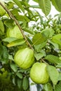 Ripe guavas growing in the orchard.