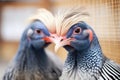 close-up of guinea fowls grooming each other