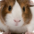 Close-up of Guinea pig, Cavia porcellus