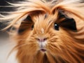 a close up of a guinea pig