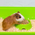 Close-up of a guinea pig eating food in a green box. Royalty Free Stock Photo