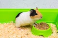 Close-up of a guinea pig eating food in a green box. Royalty Free Stock Photo