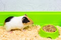 Close-up of a guinea pig eating food in a green box. Royalty Free Stock Photo