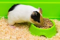 Close-up of a guinea pig eating food in a green box. Royalty Free Stock Photo