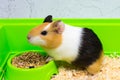 Close-up of a guinea pig eating food in a green box. Pets. Royalty Free Stock Photo