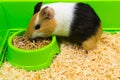 Close-up of a guinea pig eating food in a green box. Pets. Royalty Free Stock Photo