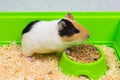 Close-up of a guinea pig eating food in a green box. Pets. Royalty Free Stock Photo
