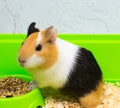 Close-up of a guinea pig eating food in a green box. Pets. Royalty Free Stock Photo