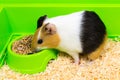 Close-up of a guinea pig eating food in a green box. Pets. Royalty Free Stock Photo