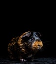 Close-up of guinea pig isolated on black background with copy space