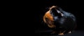 Close-up of guinea pig isolated on black background with copy space