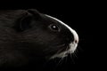Close-up Guinea pig on isolated black background