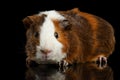 Close-up Guinea pig on isolated black background