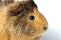 Close up of guinea pig Royalty Free Stock Photo