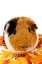 Close up of a guinea pig surrounded by fall leafs