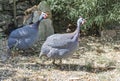 Close-up of Guinean hens in semi-freedom Royalty Free Stock Photo