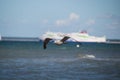 Close up of a gull in flight on the baltic sea beach with blue sky Royalty Free Stock Photo