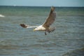 Close up of a gull in flight on the baltic sea beach with blue sky Royalty Free Stock Photo