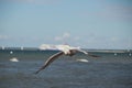 Close up of a gull in flight on the baltic sea beach with blue sky Royalty Free Stock Photo