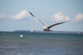 Close up of a gull in flight on the baltic sea beach with blue sky Royalty Free Stock Photo