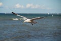 Close up of a gull in flight on the baltic sea beach with blue sky Royalty Free Stock Photo