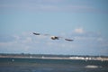 Close up of a gull in flight on the baltic sea beach with blue sky Royalty Free Stock Photo